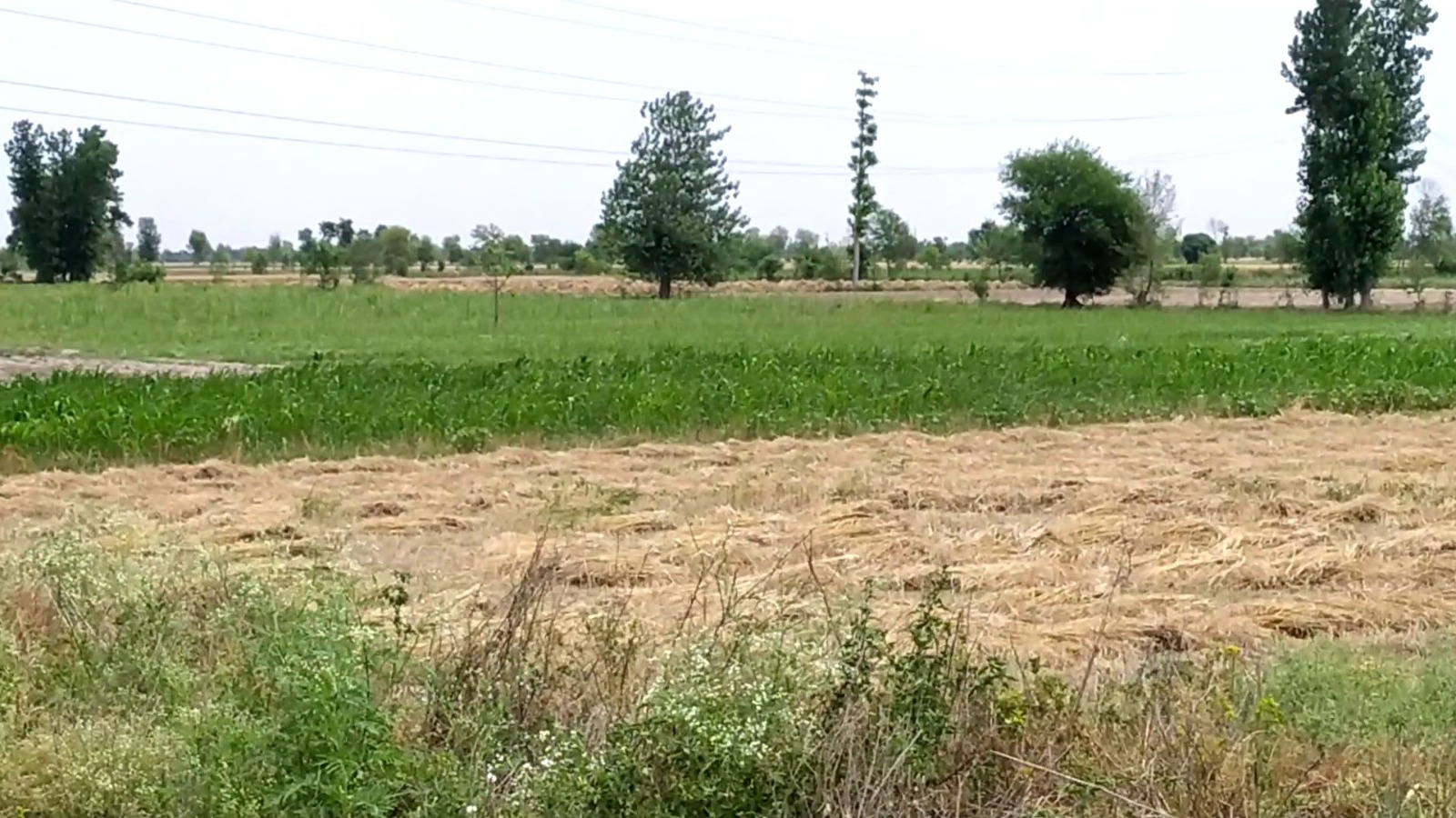 4 Acre Prime Agricultural Land for Sale on Samundri Road – Best for Farming & Investment