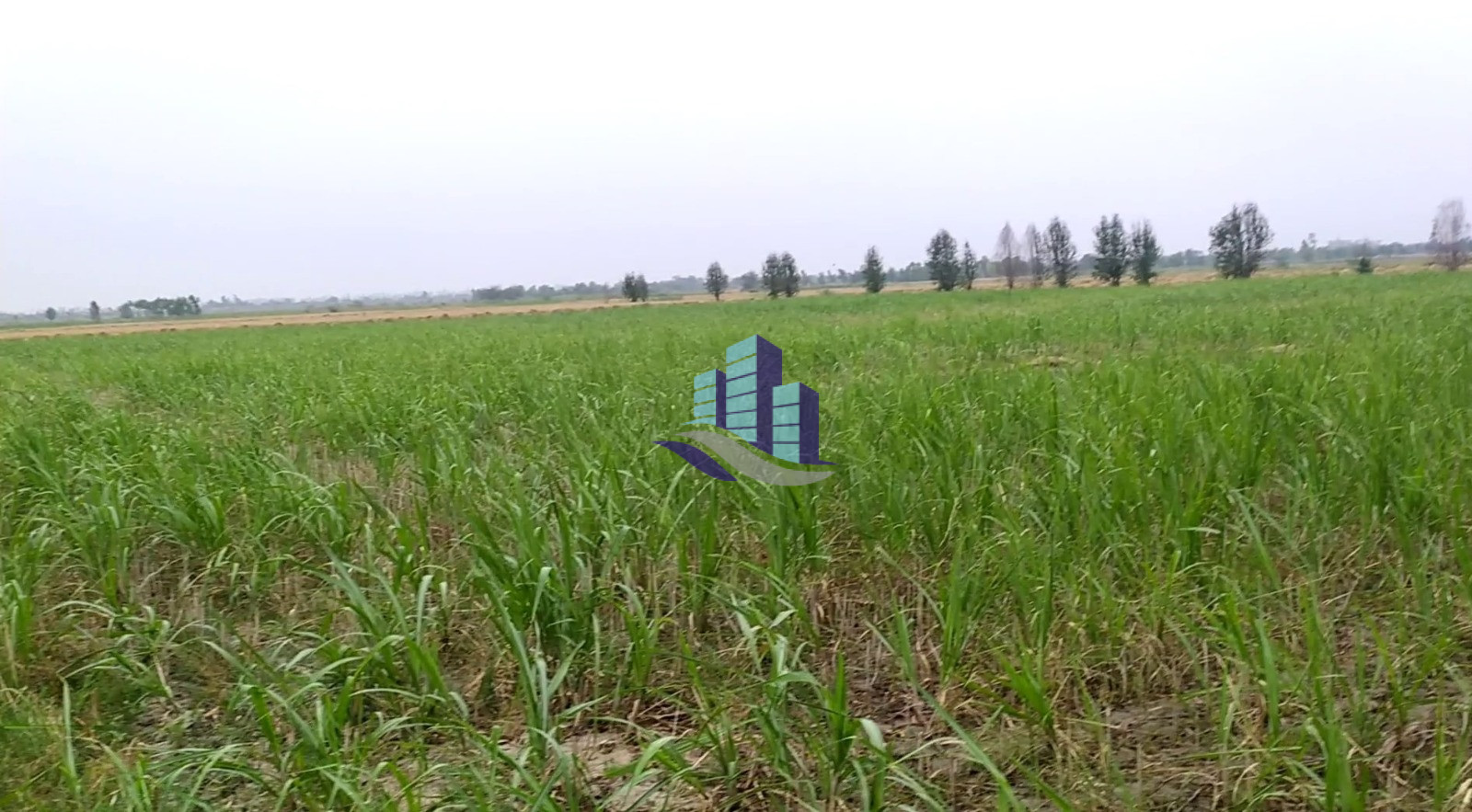 3.5 Kanal Agricultural Land for Sale on Samundri Road