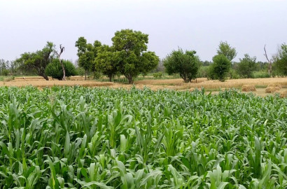 2 Acre Agricultural Land for Sale in 249 Chak, Samundri Road – Prime Farming & Investment Opportunity