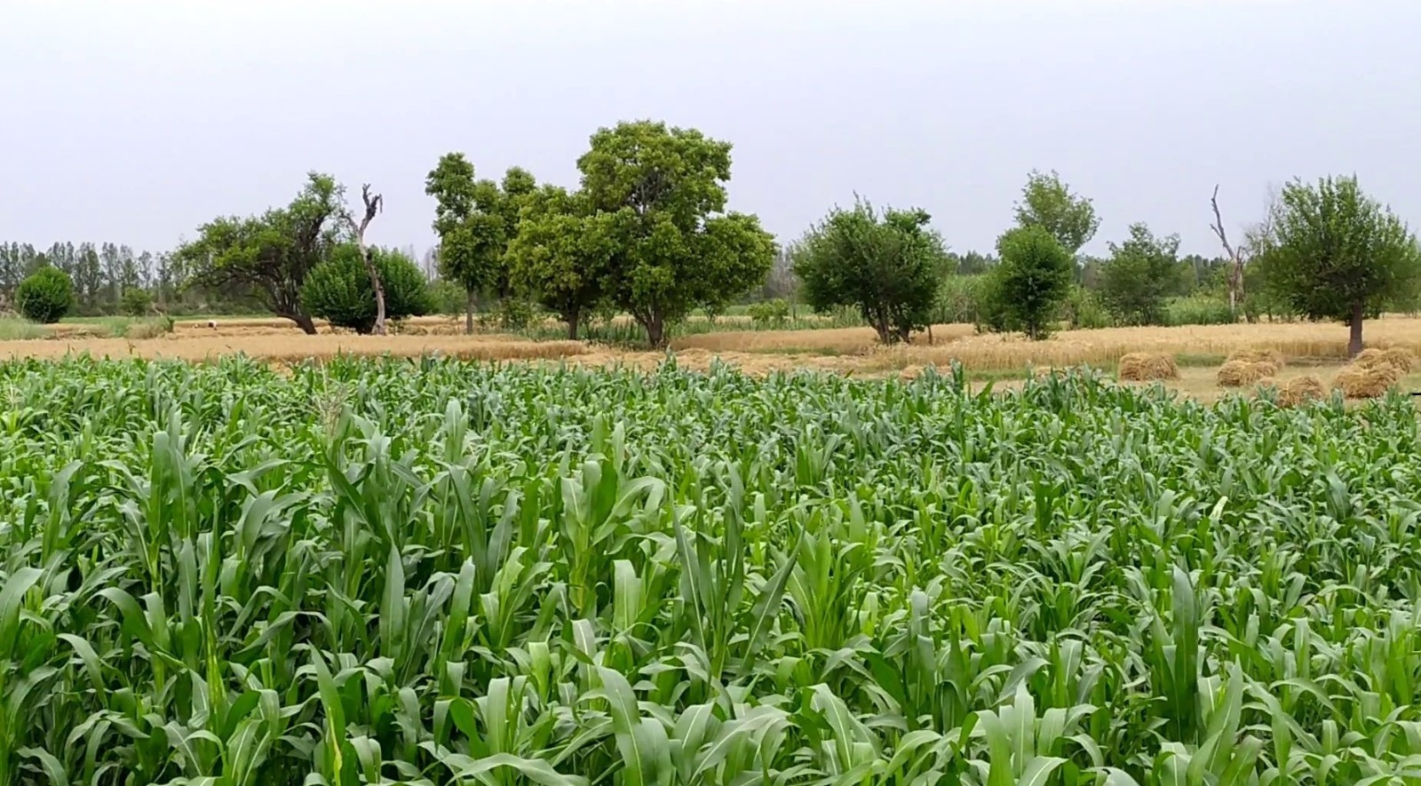 2 Acre Agricultural Land for Sale in 249 Chak, Samundri Road – Prime Farming & Investment Opportunity