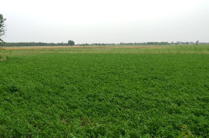 Valuable 20 Acres Agricultural Land for Sale on Jaranwala Khurrrianwala Road Faisalabad