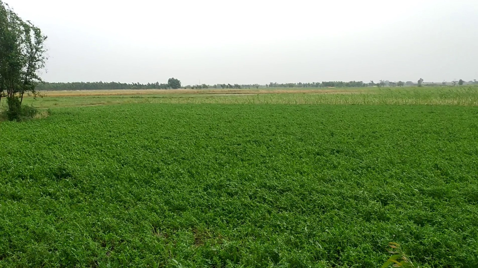 53 Kanal Prime Agricultural Land for Sale on Jaranwala Road – Ideal for Farming & Investment