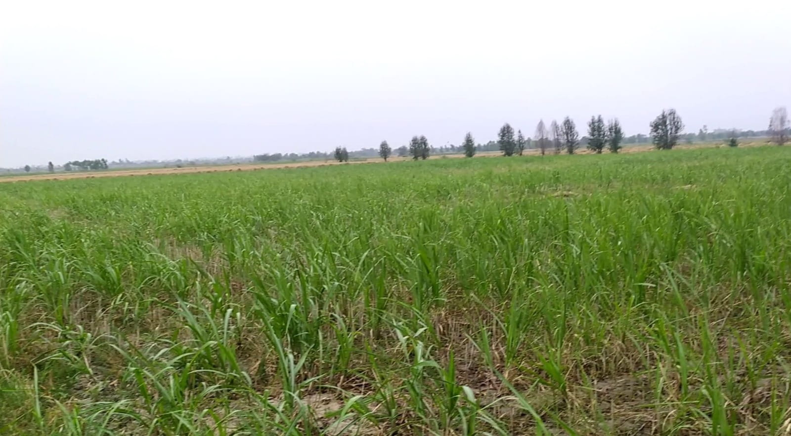Prime 7-Acre Commercial & Agricultural Land for Sale at Narrwala Bypass Chowk