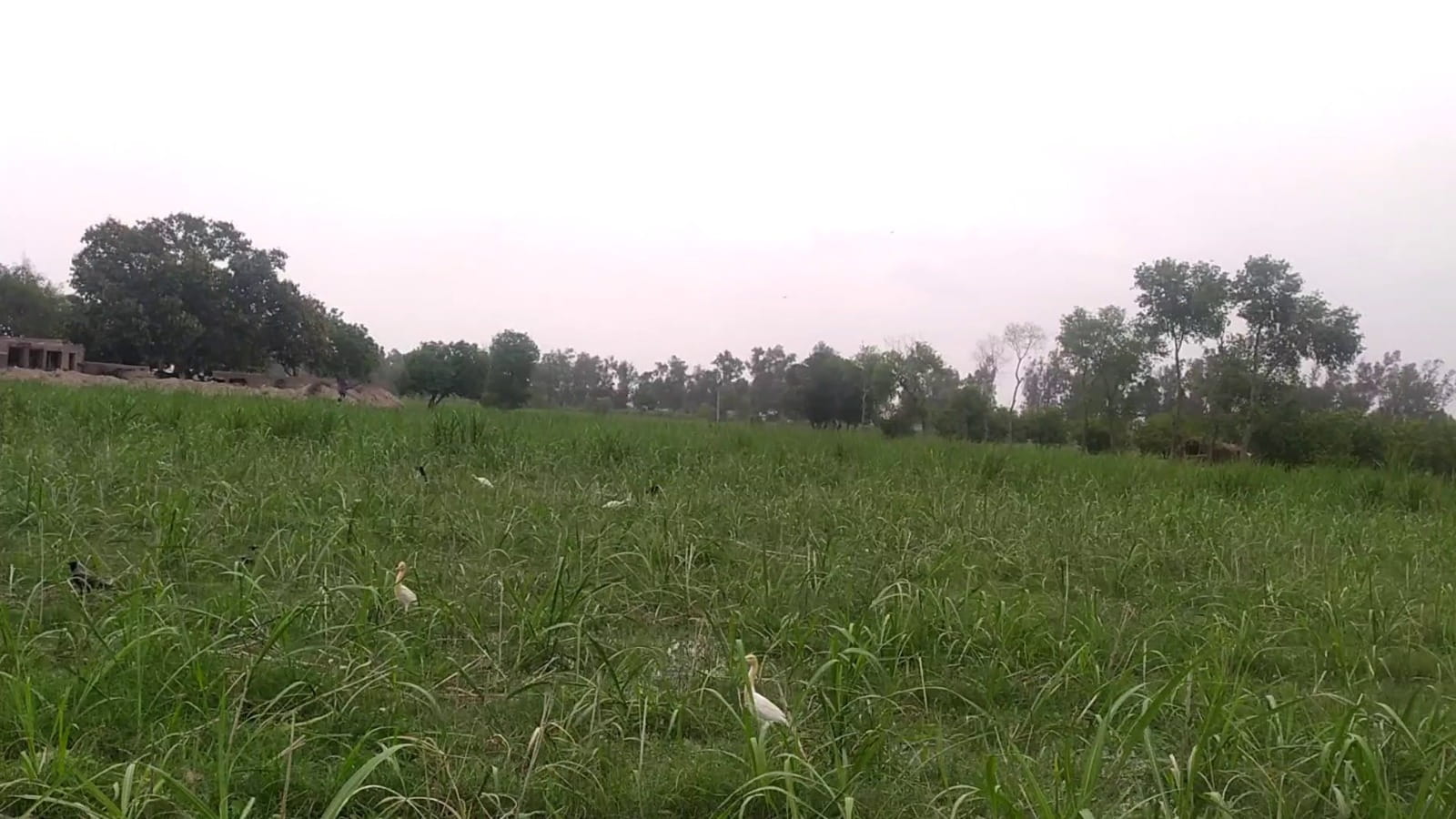 27 Acre Prime Agricultural Land For Sale Near Lyallpur Galleria 3