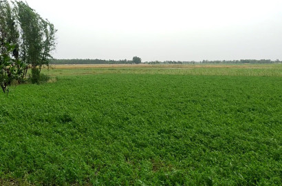 1 Acre Agricultural Land for Sale on Bypass Road – Prime Location for Farming & Investment