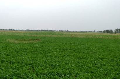4 Acre Agricultural Land for Sale Near Samundri Road Bypass Link Road, Faisalabad