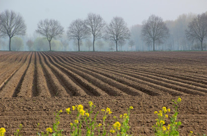 Ideal 75 Acre Agricultural Land for Sale on Jhang Road Faisalabad