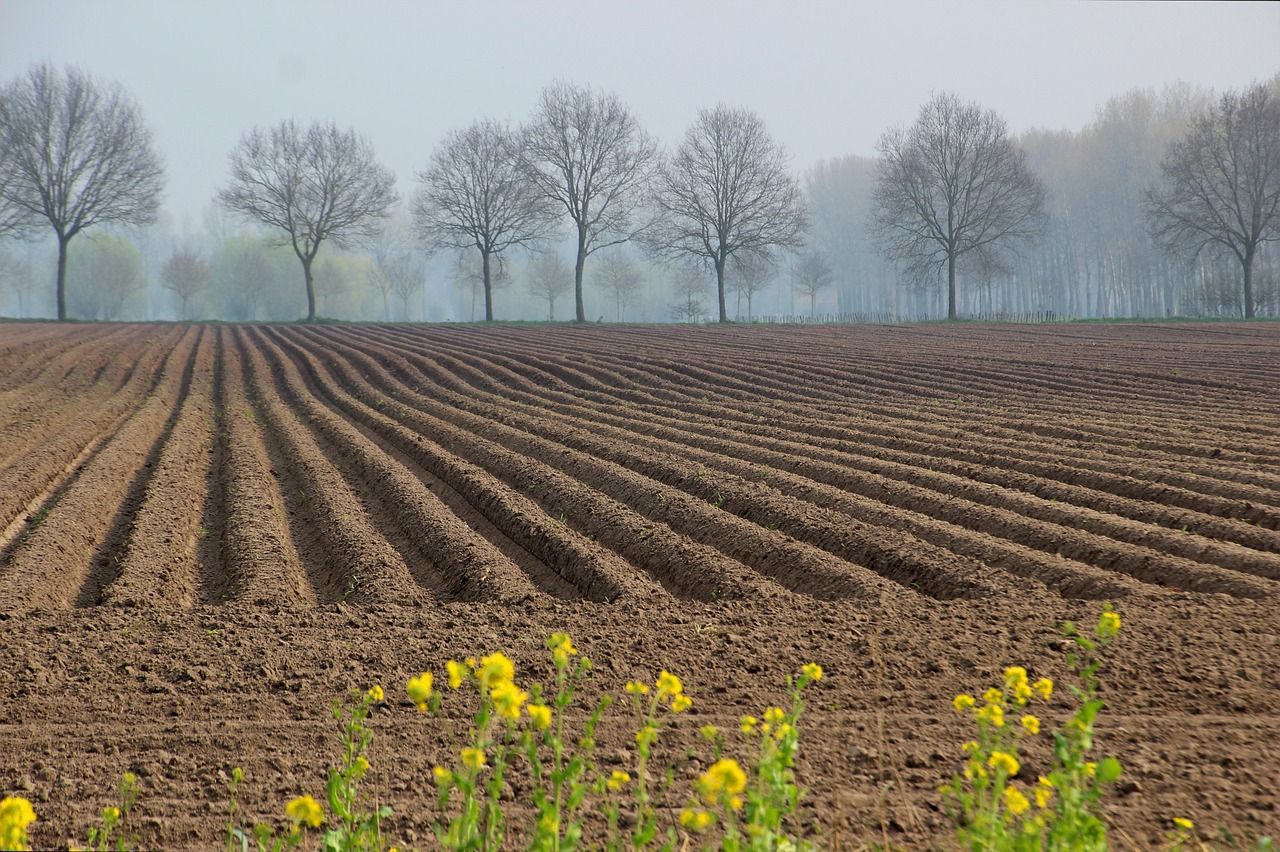 49 Acre Fully Agriculture Land For Sale Near Nankana Sahib Faisalabad