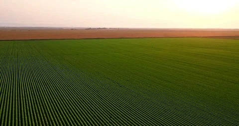 3 Acres Prime Agricultural Land for Sale on Abbas Pur Road Faisalabad