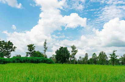 22 Acre Fully Agriculture Land Best For Farm House  Near Jasoana Bangla 34 Chak Faisalabad