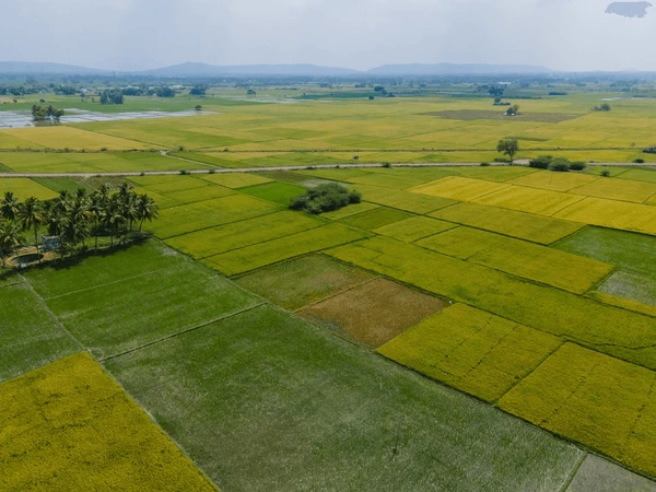 49 Acre Fully Agriculture Land For Sale Near Nankana Sahib Faisalabad