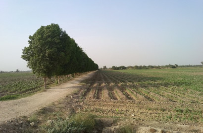 6 Acre Fully Agriculture Land For Sale Link Pansara To Dijkot Road Faisalabad