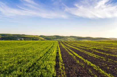 3 Acre Agriculture Land Available For Sale At Dasua Pull Faisalabad