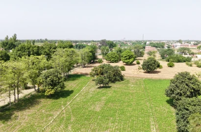 42 Acre Fully Agriculture Land Avaialable For Sale Syal Mor to Lalian Faisalabad