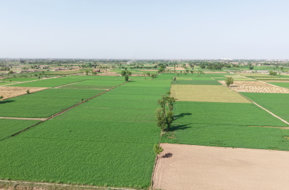 65 Acre Land For Sale At Jhalandar , Faisalabad Punjab
