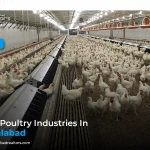 Best Poultry Industries in Faisalabad