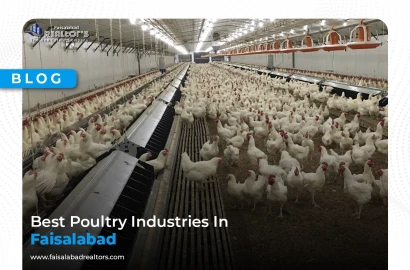 Best Poultry Industries in Faisalabad