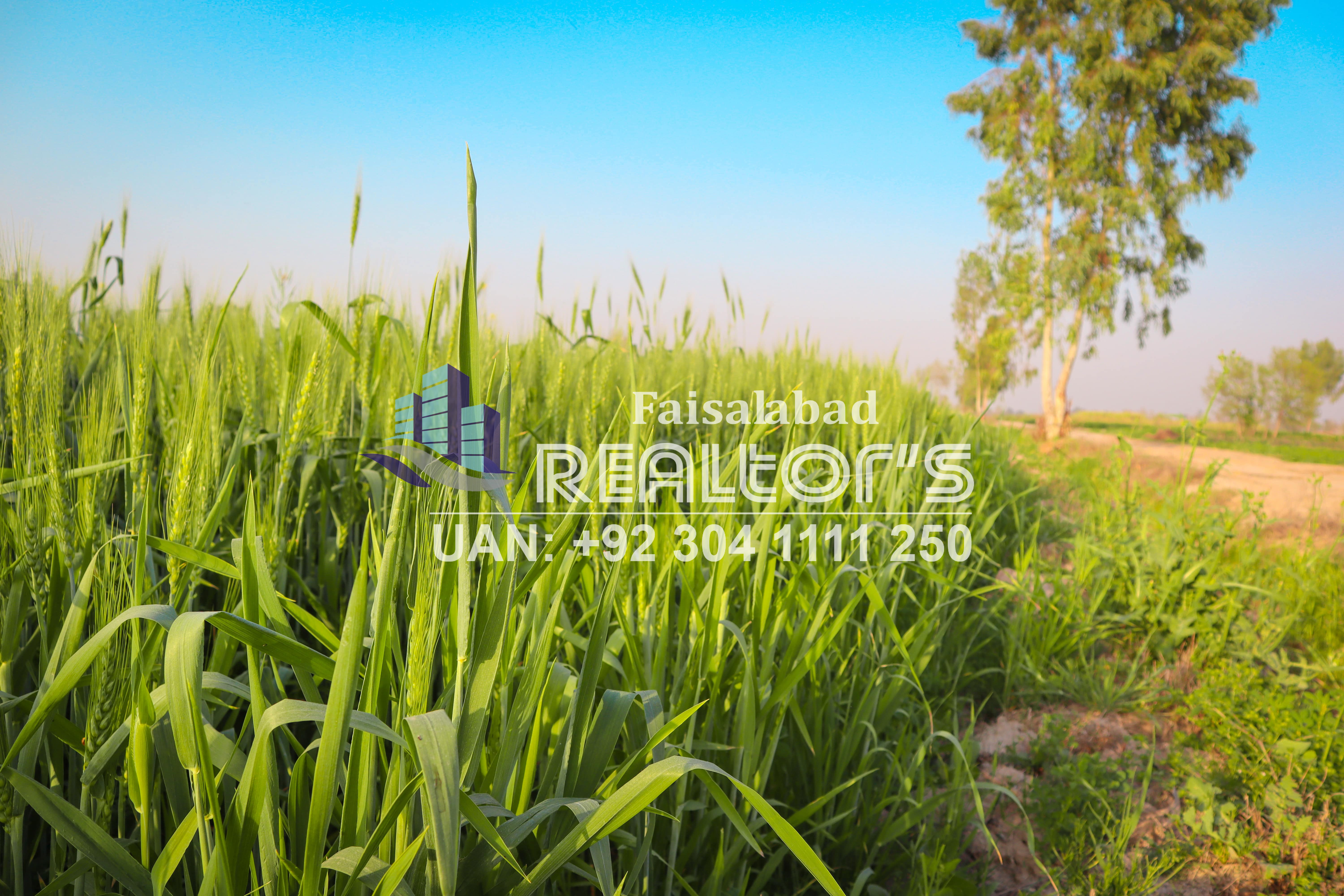 3 acres agriculture land for sale in Faisalabad-Agricultural Land For Sale