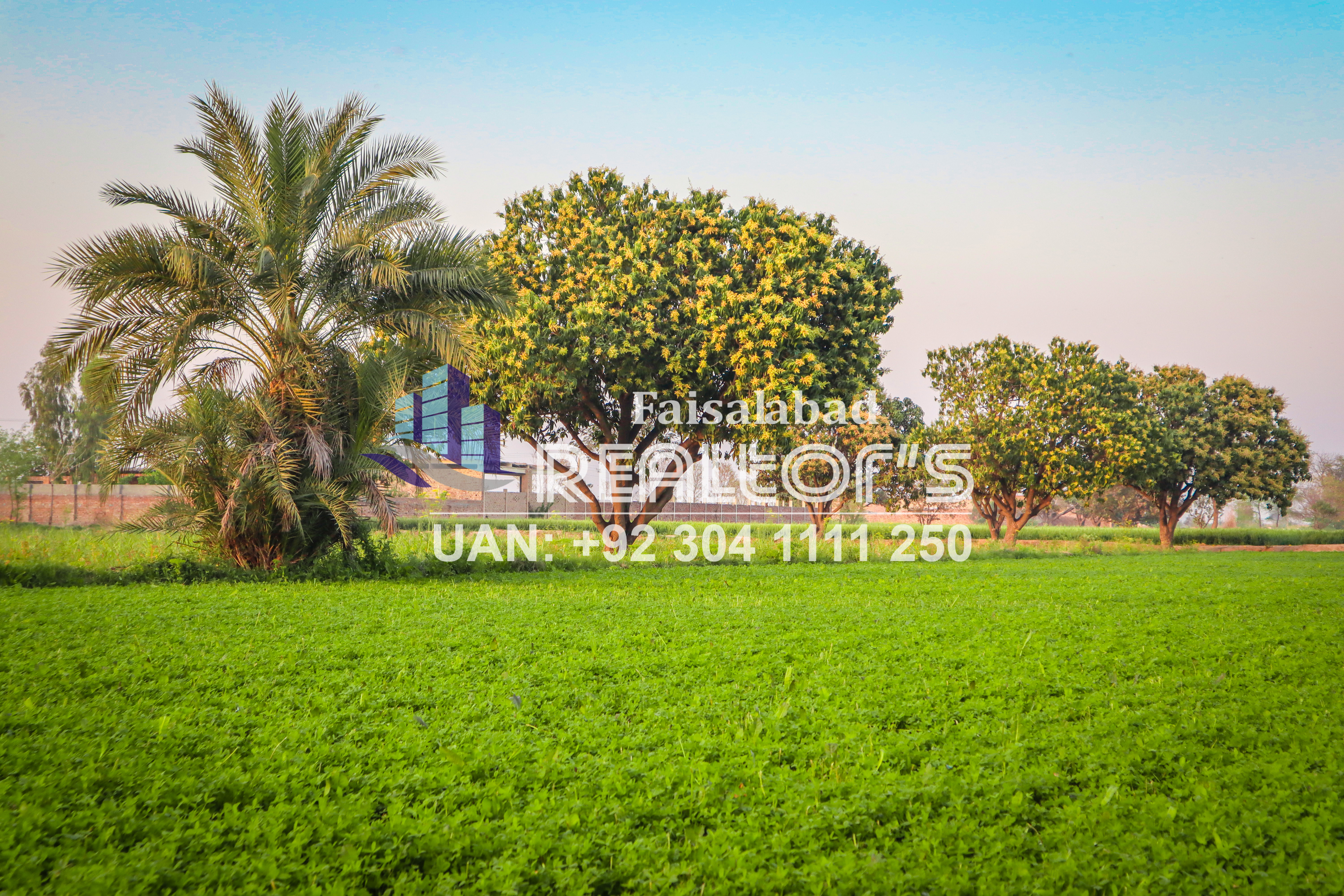 3 acres agriculture land for sale in Faisalabad-Agricultural Land For Sale