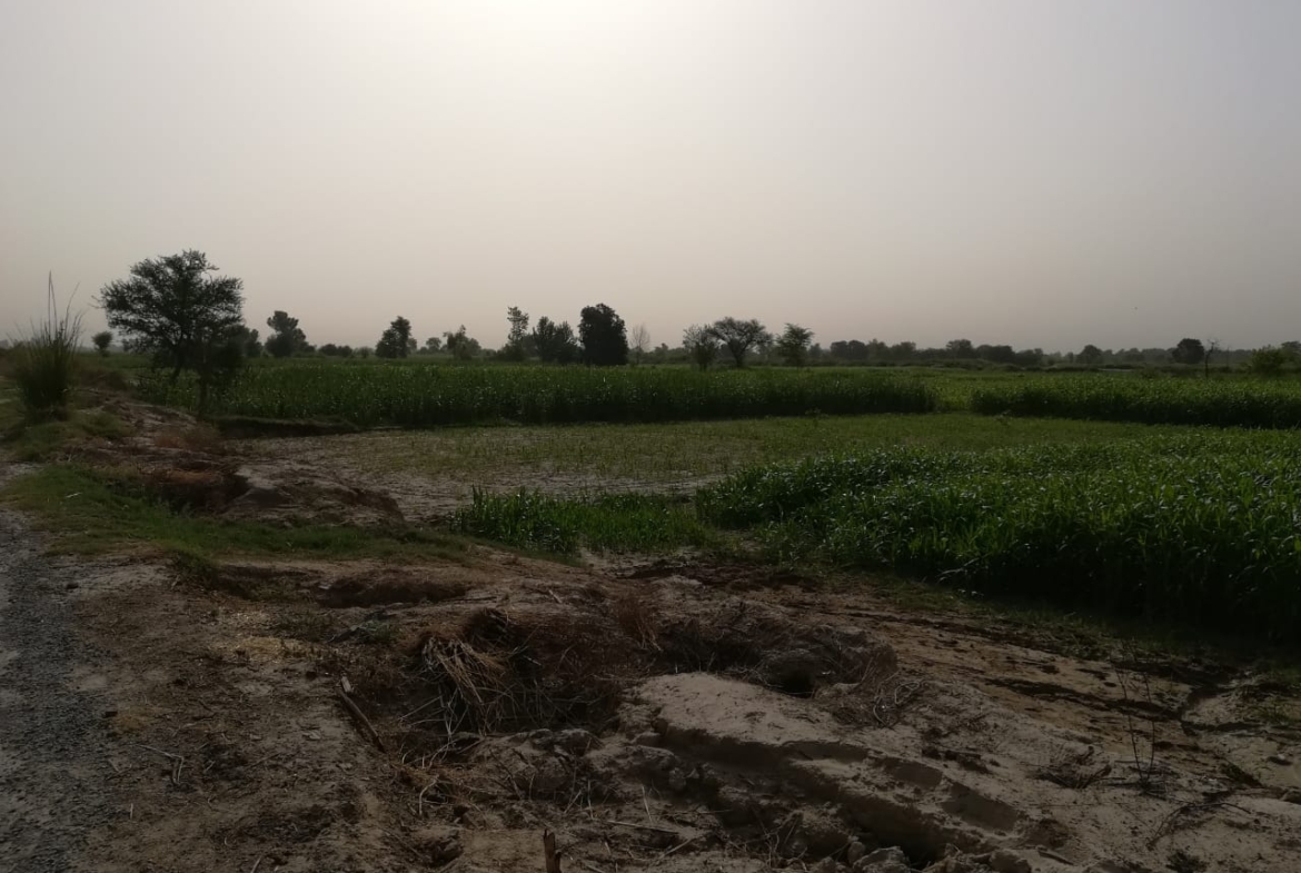 44 Acre Fully Agriculture Land For Sale On Sargodha Road Faisalabad (Best For Agriculture , Fish And Cattle Farming)