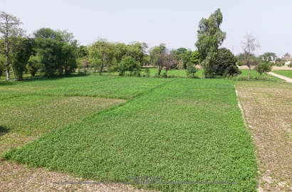 4 Kanal Farm House Plot For Sale At Near By Main Jhang Road Bypass