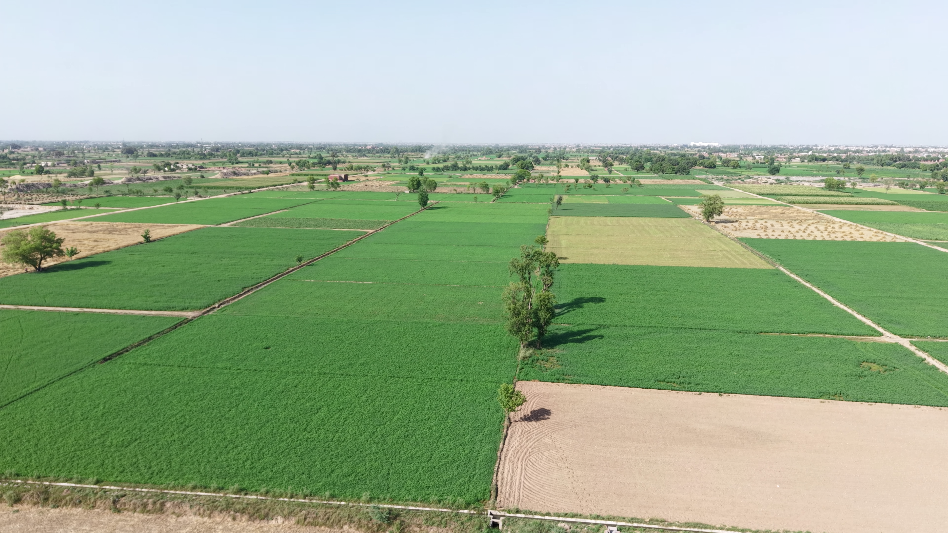 VIP 37 Acer  Land For Sale Near 56 R.B, District Faisalabad, Tehsil Jaranwala Punjab