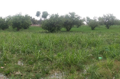 Vip 800 Kanal Fully Agriculture Land for Sale Best For Investment Near Gojra Motorway Interchange Faisalabad