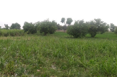 Premium 50  acre fully Agriculture land available for sale Best For Investment nearby Rjana Interchange  Faisalabad