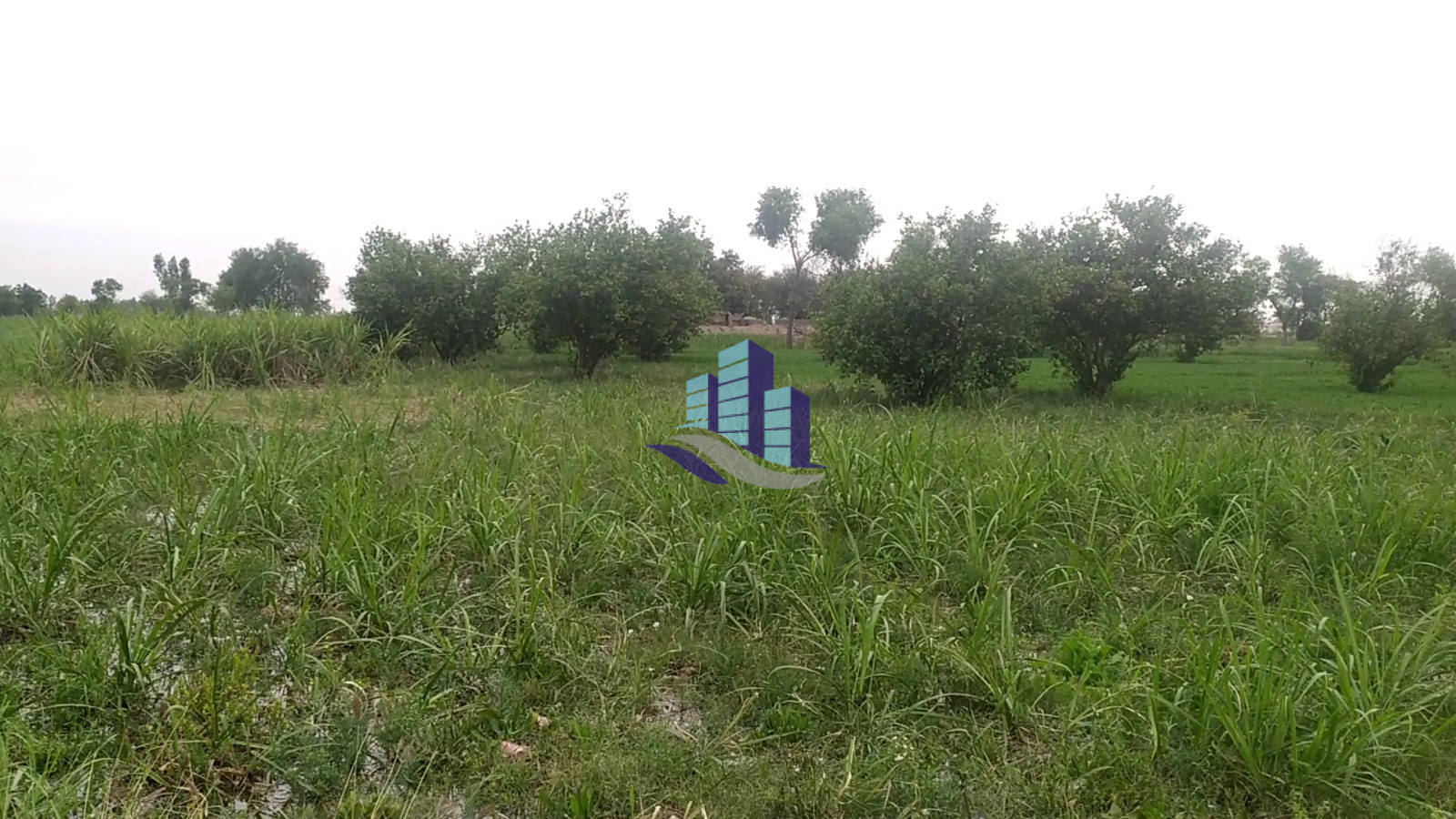 Premium 32 Kanal Land For Sale For (Agriculture & Farmhouse & Investment ) at Nearby Samundri Road Faisalabad
