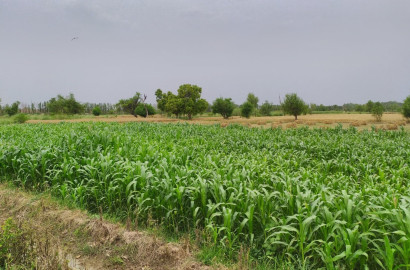 65 Acer Land For Sale at Nearby  87 Chak, Jalandhar Faisalabad Punjab