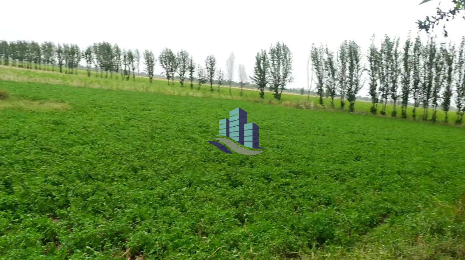 Ideal 50 Acre Agriculture Land For Sale Best For Investment On Jarranwala To Khurrianwala Road, Faisalabad