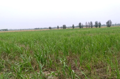 VIP 3 Acer  Land For Sale Best For Investment&Farmhouse at Nearby  Dsua Pull   Faisalabad Punjab