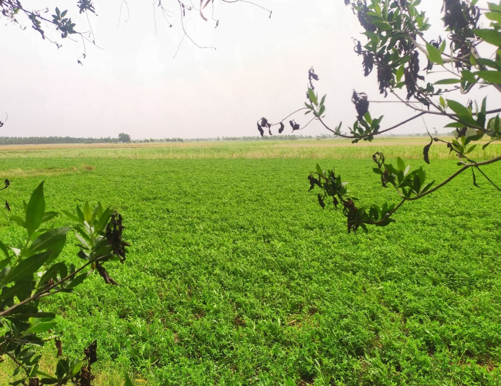 Premium 4 Acer Land For Sale For Near  Dsuah Gaon, Samundri Road, Faisalabad
