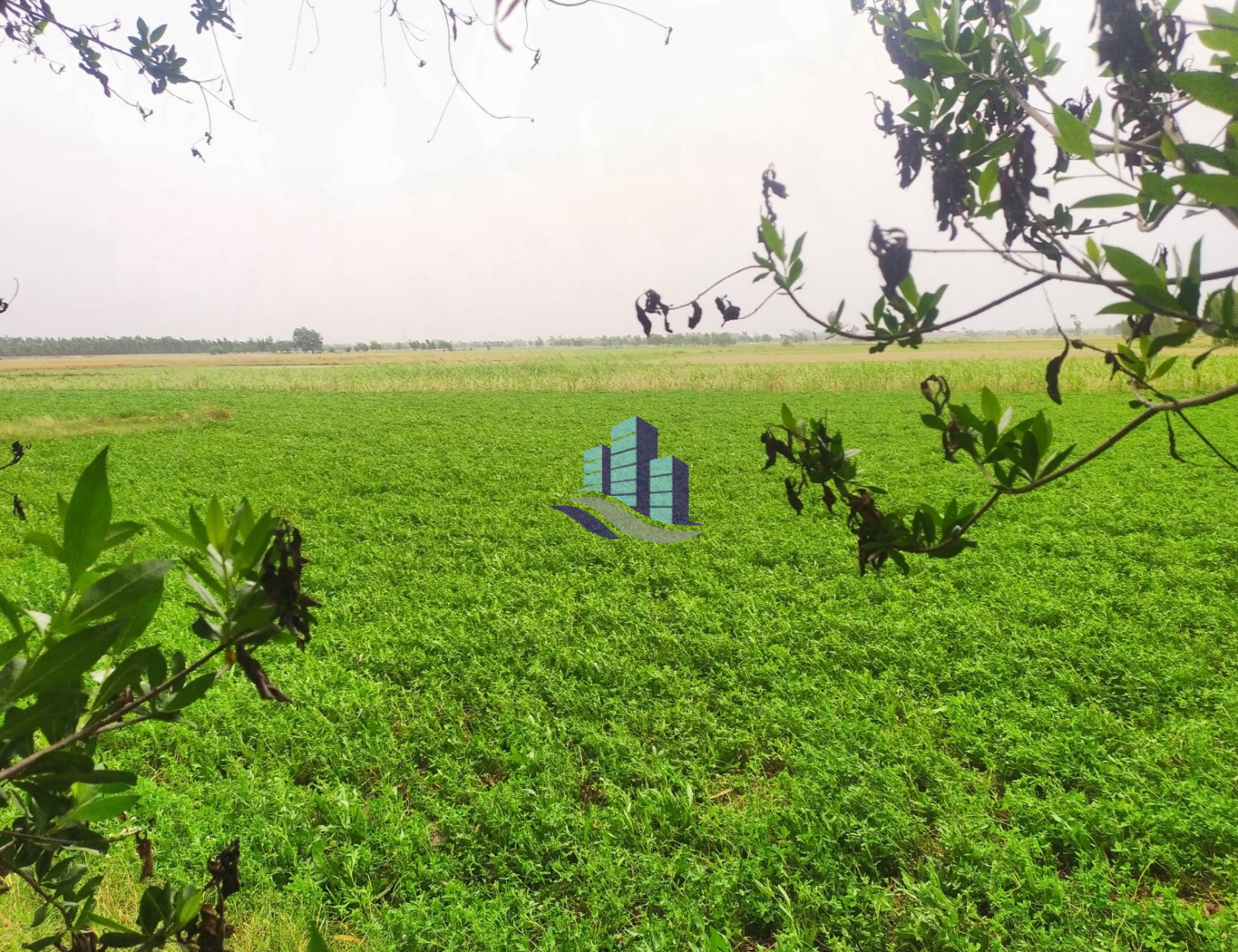 Premium 4 Kanal Land For sale Farmhouse, Dairy Farming & Cattel Farming Best Investment Samundri Road Faisalabad Punj