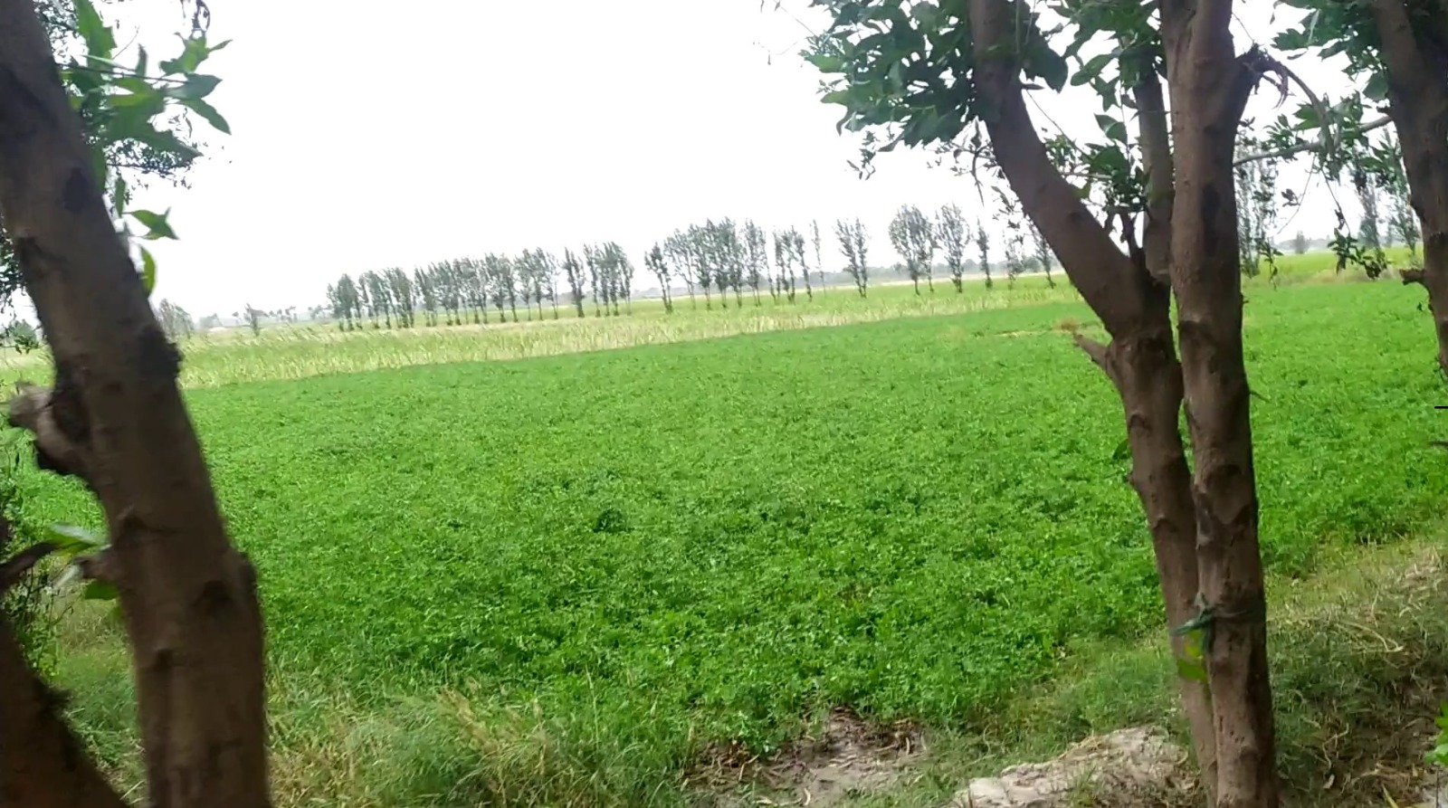 Premium 4 Acer Land For Sale For Near  Dsuah Gaon, Samundri Road, Faisalabad