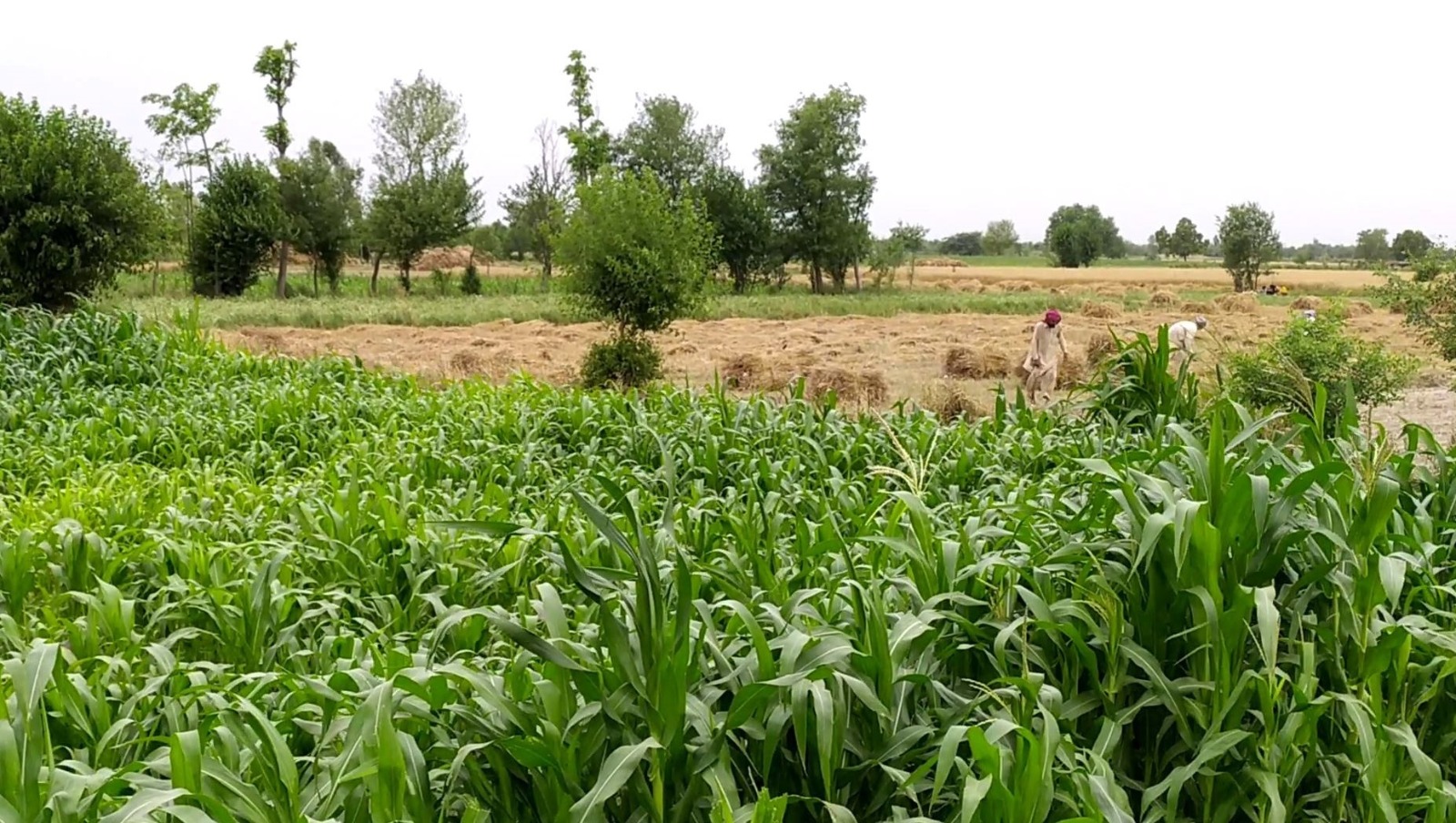 Premium 4 Acer Land For Sale For Near  Dsuah Gaon, Samundri Road, Faisalabad