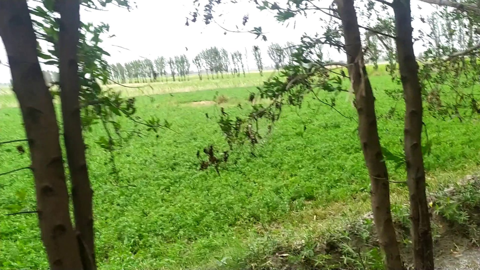 Premium 4 Acer Land For Sale For Near  Dsuah Gaon, Samundri Road, Faisalabad