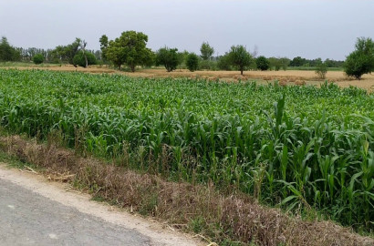 Premium 4 Acer Land For Sale For Near  Dsuah Gaon, Samundri Road, Faisalabad