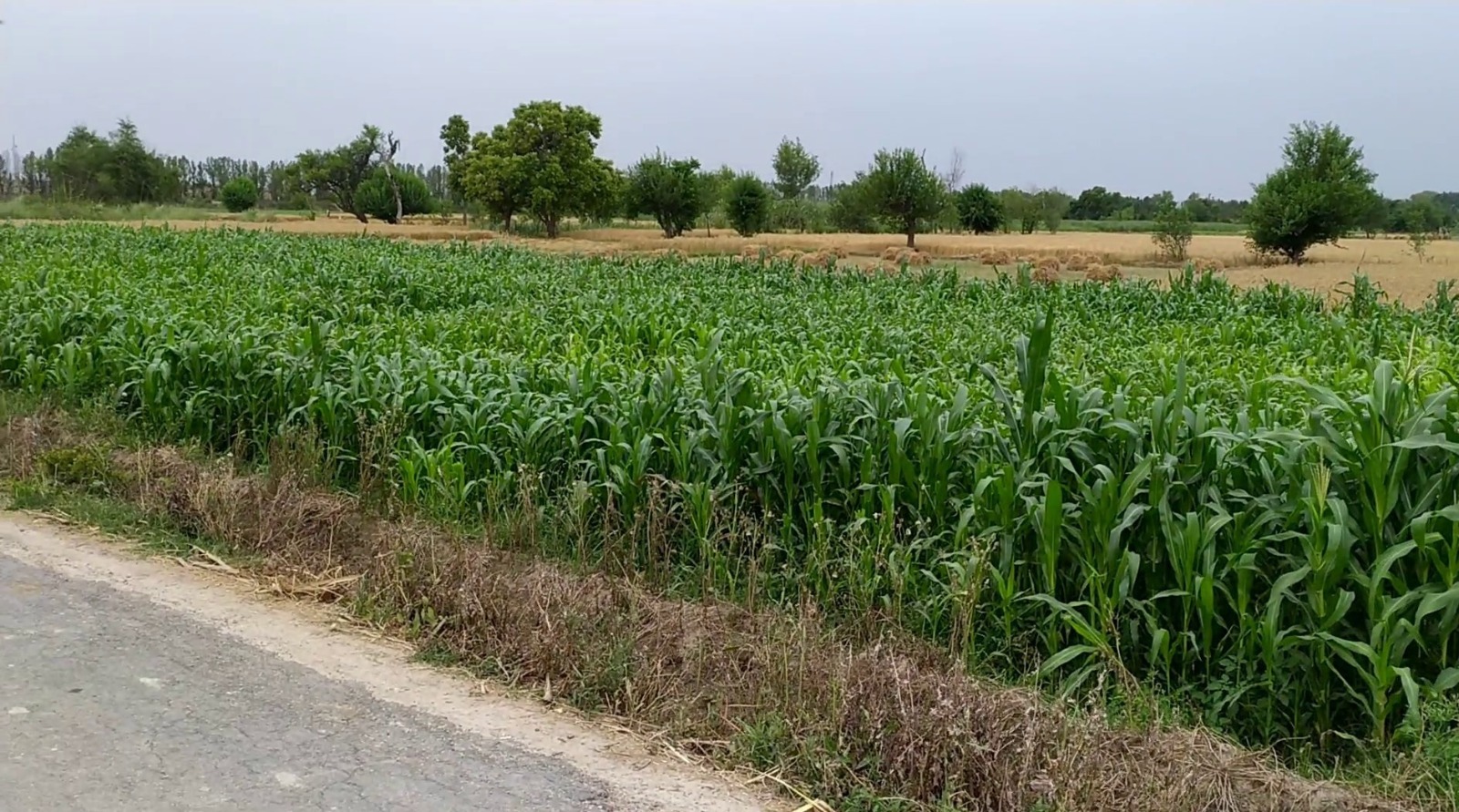Premium 4 Acer Land For Sale For Near  Dsuah Gaon, Samundri Road, Faisalabad