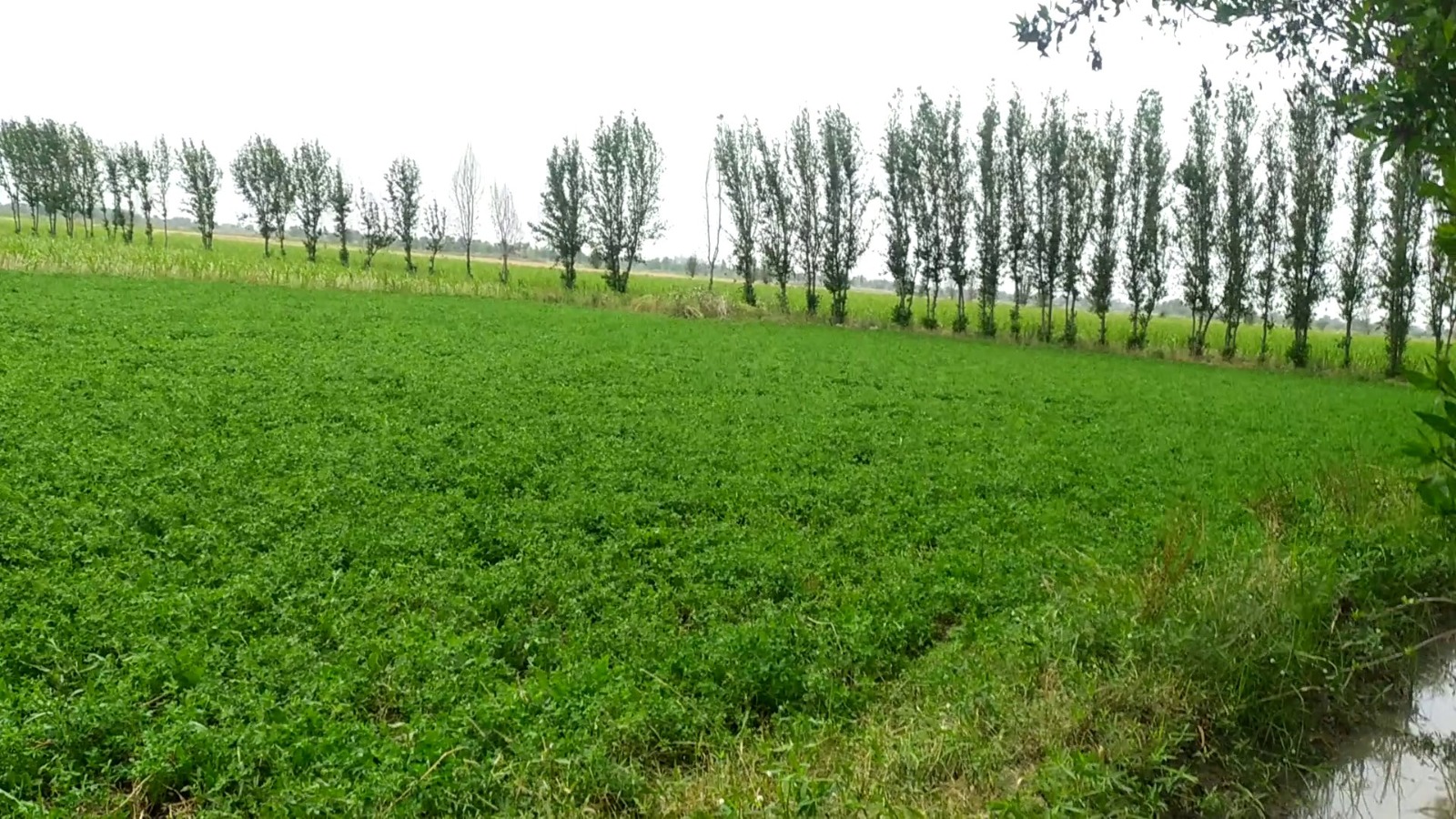 Ideal 49 Acre Fully Agriculture land  for sale near  Nankana Sahib, Tehsil Shahkot Faisalabad