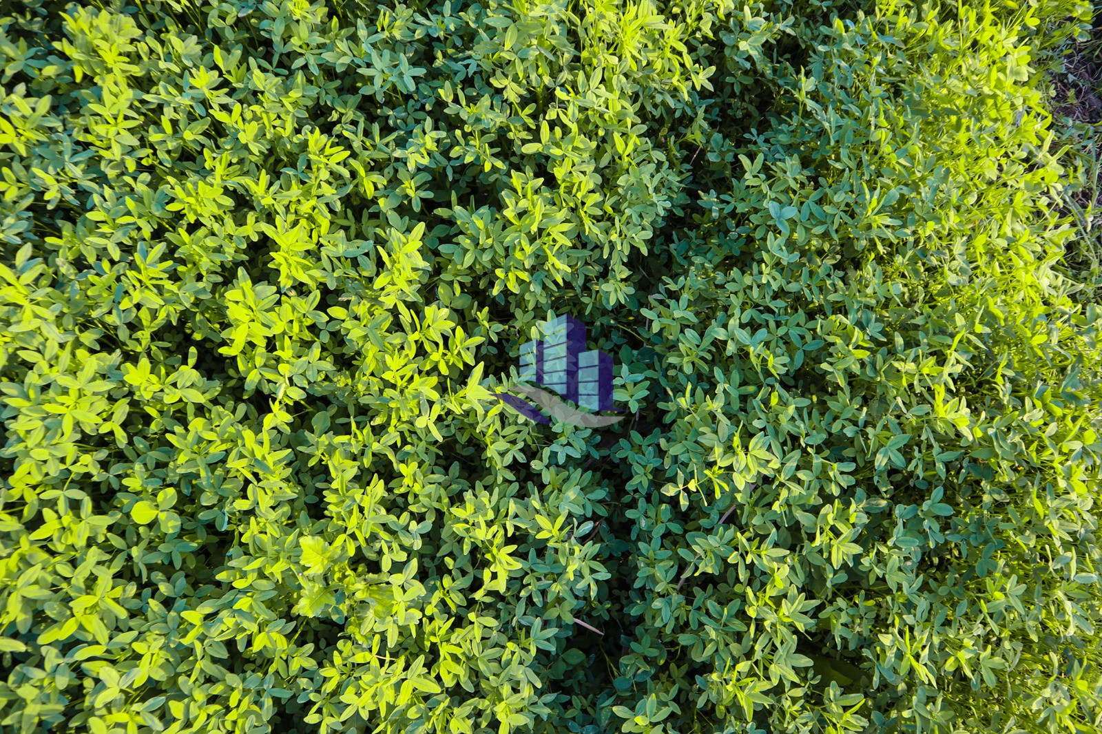 Ideal 25 acre fully Agriculture land available for sale Best For Investment nearby samundri Road Faisalabad