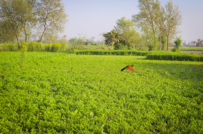 Ideal 3 Acer Farmhouse For Sale Best For Investment Smundari Road Faisalabad