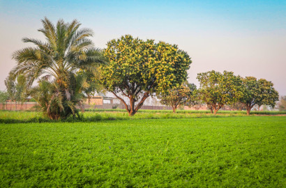 Ideal 49 Acre Fully Agriculture land  for sale near  Nankana Sahib, Tehsil Shahkot Faisalabad